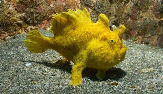 Frogfish
