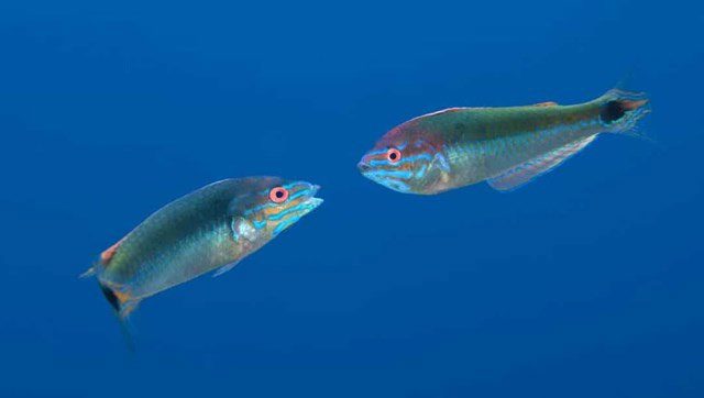 Hermaphrodite Fish