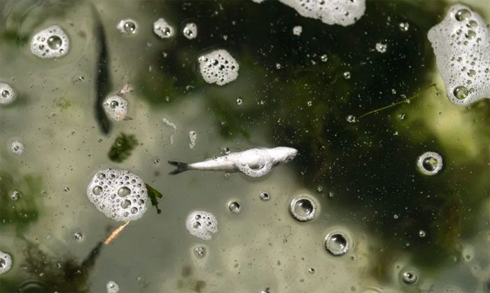 ca hoi Chinook