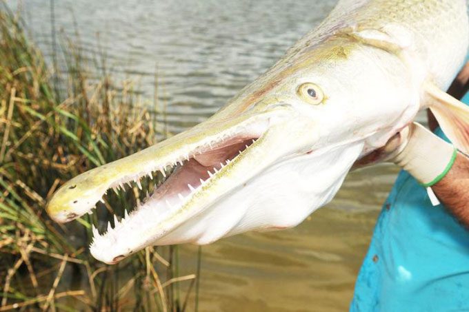 North American alligator gar has a snout very similar to that of the short-nosed crocodile
