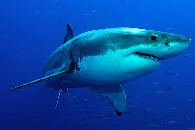 Shark