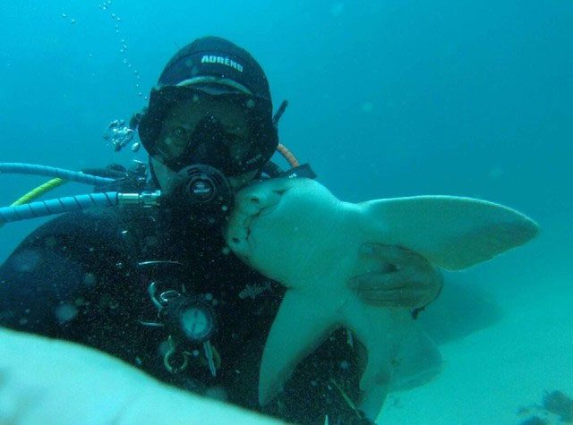 They have a peculiar shape and a different mouth compared to many other shark species.