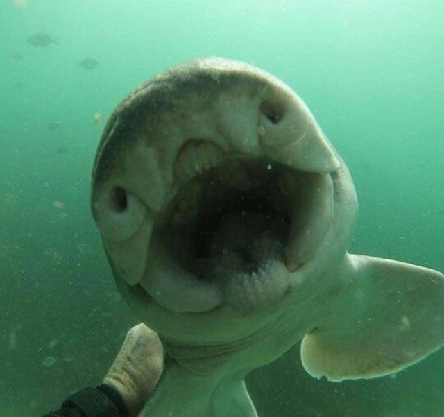 A young Port Jackson shark when it was very small