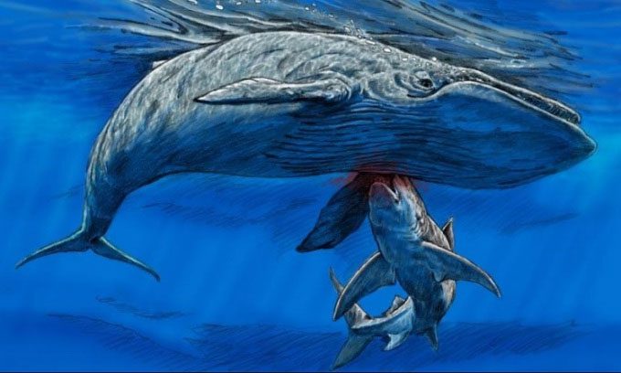 Reconstruction of a shark feeding on an ancient whale carcass on the water.