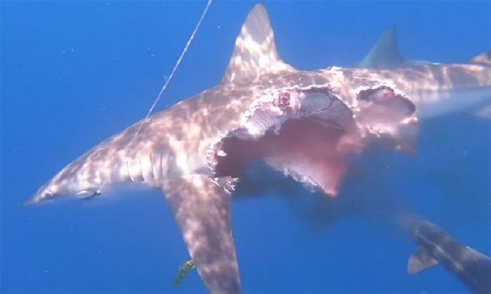 The shark was bitten in half before dying from its severe injuries.