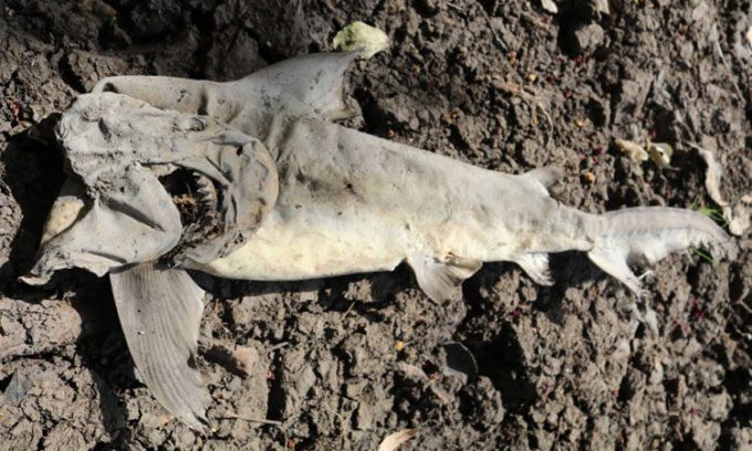Dead bull shark trapped in a drying pond.