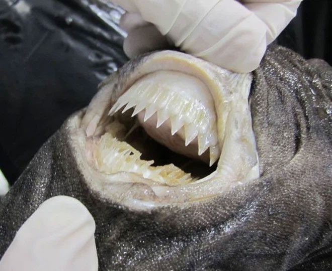 The shark's mouth is uniquely structured with thick lips.