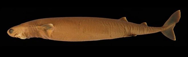 Most cookiecutter sharks remain deep down.
