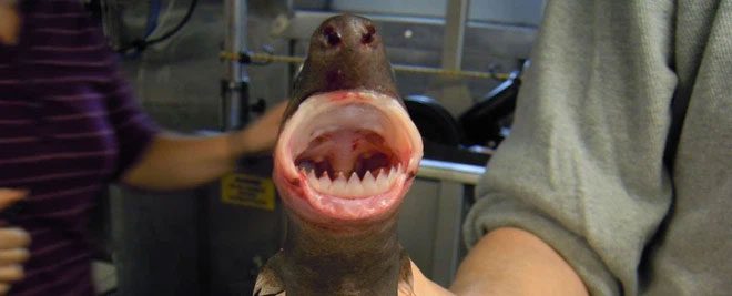 Cookiecutter shark.
