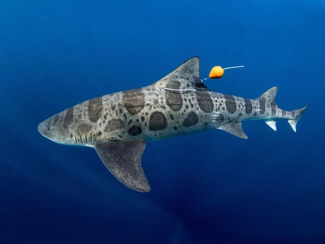 A shark fitted with a tracking device in the study.