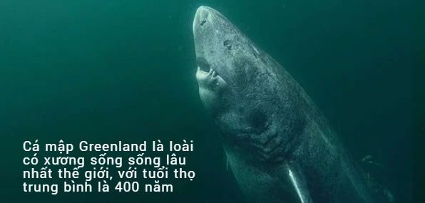 Greenland Shark