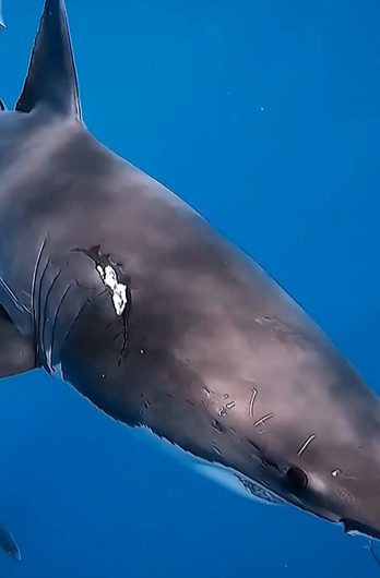 Mating coercion exists in sharks.