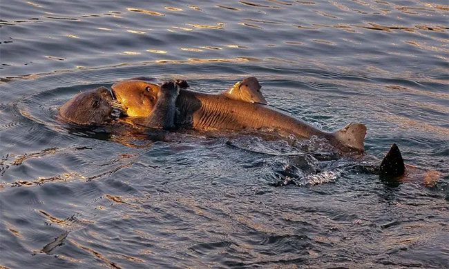 Otter hugging shark