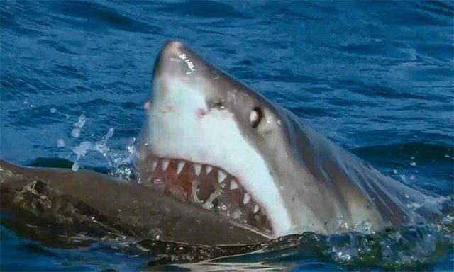Great white shark tearing apart a seal.