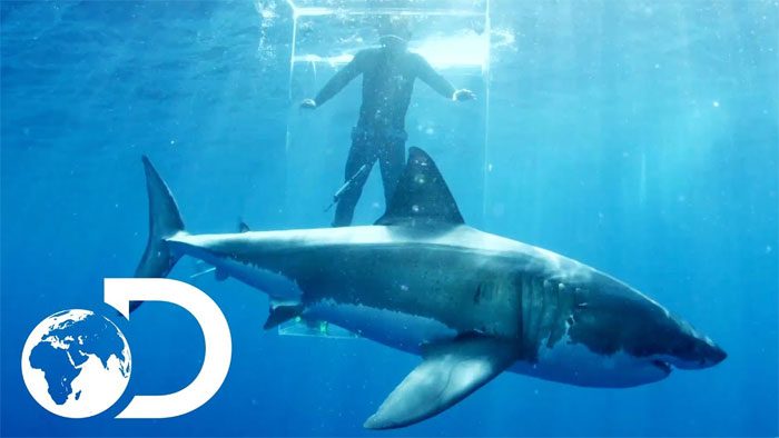 Sharks attacking a glass cage with a person inside.