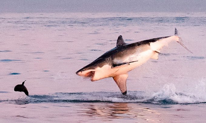 A 4-meter great white shark jumps out of the water, mouth open to catch a seal