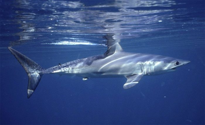 A photo of a shark off the coast of Massachusetts (USA).