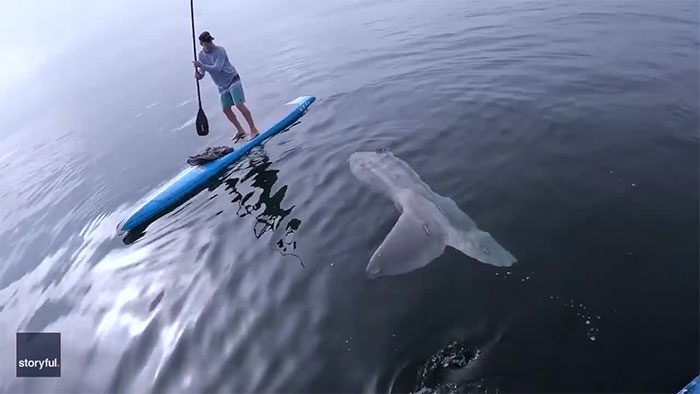 A sunfish swimming near the surface at Laguna Beach.