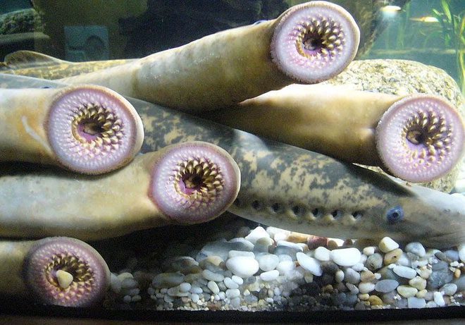 Lamprey Fish