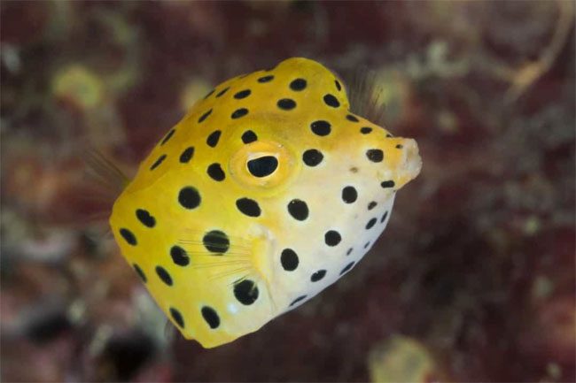 Boxfish