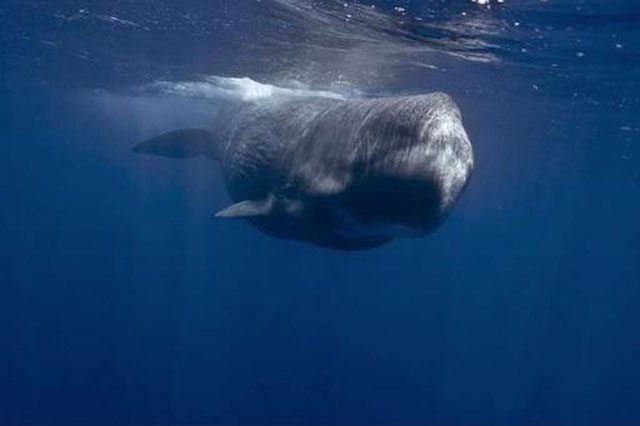 Sperm whales have extremely prominent heads.