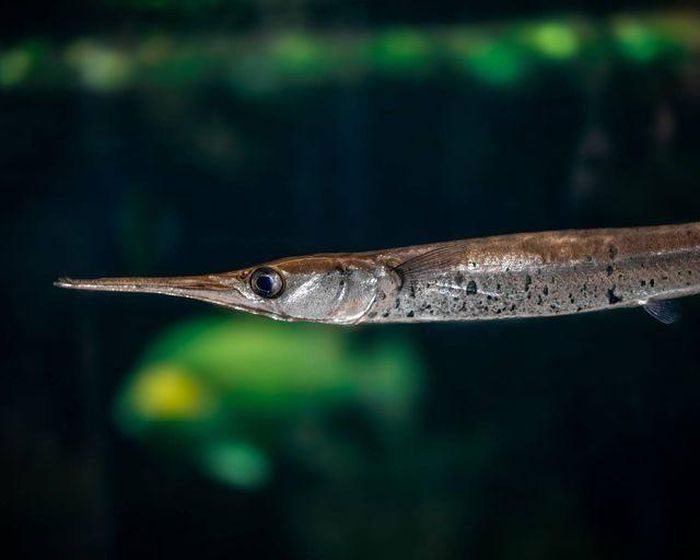 The long, sharp beak is the deadly weapon of the needlefish.
