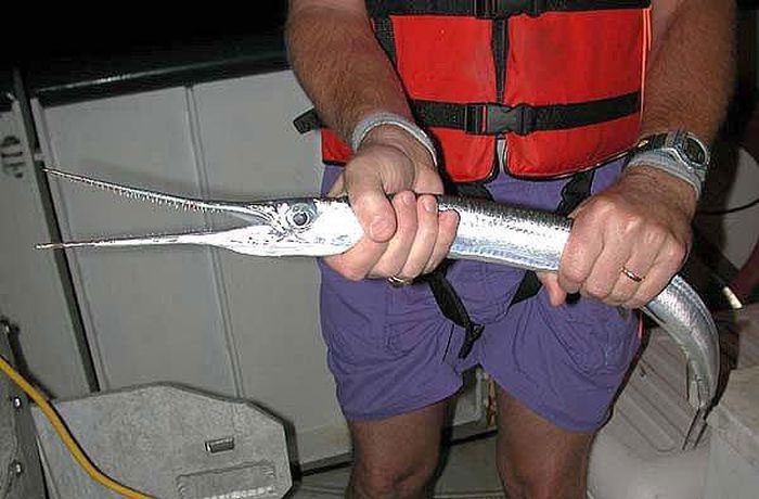 This is one of the most dangerous fish in the world to humans