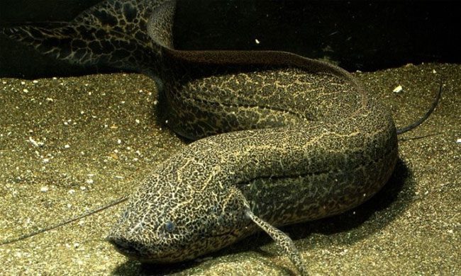 Lungfish are renowned for their ability to survive for extended periods without water.