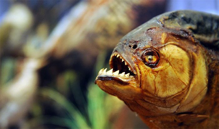 Piranha's sharp teeth