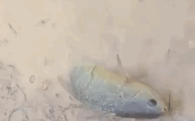 Climbing perch
