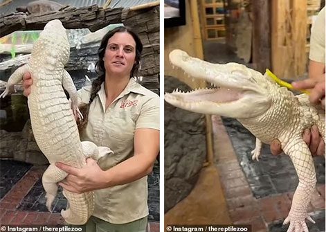 Baby crocodile named Coconut goes viral on social media for its humor.
