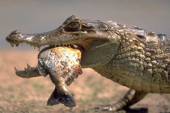 Caiman crocodile eating Piranha