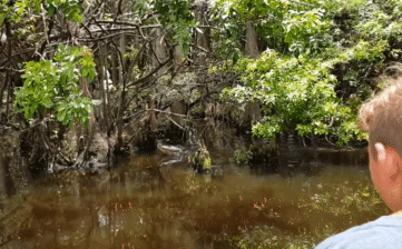 Crocodile attacking birds in a tree,