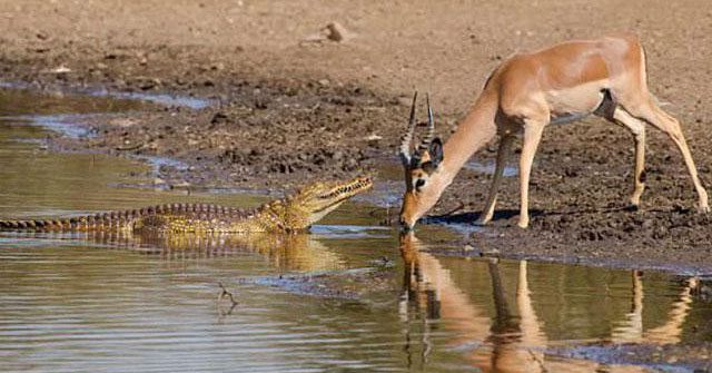 The long antlers are a powerful weapon, but they can also hinder the Impala antelope.