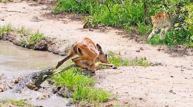 The antelope that just escaped the crocodile falls into the hands of the leopard.