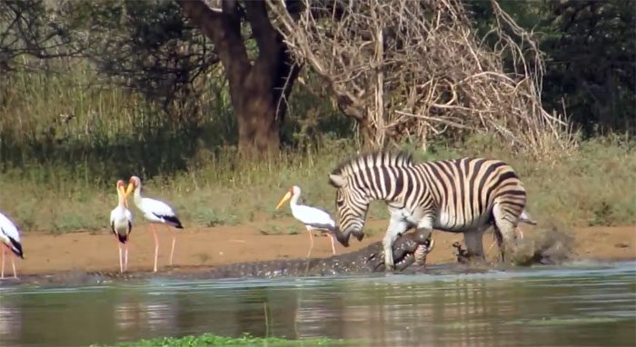 Zebras constantly face fierce predators such as crocodiles, lions, and leopards..