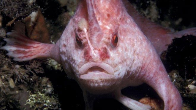 New discovery gives scientists a rare opportunity to explore the pink sea star.