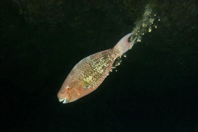 Fish excreting carbon-rich feces.