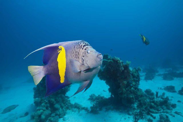 Angelfish