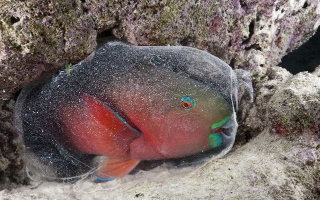 Parrotfish