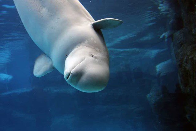 Beluga Whale