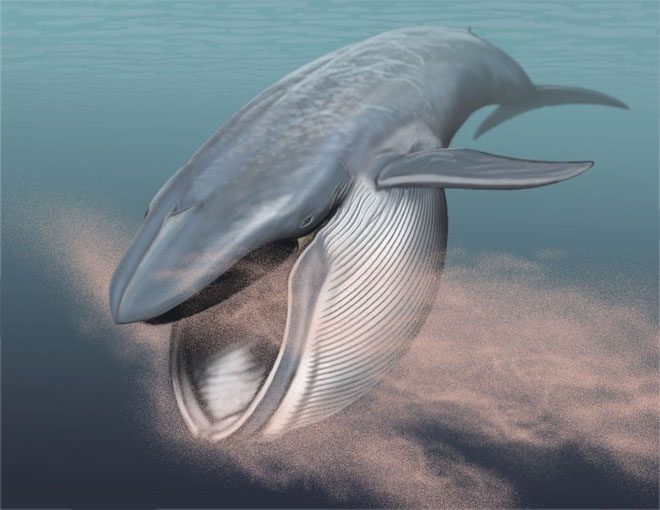 Humpback whales can gulp down approximately 6.6 million tons each year.