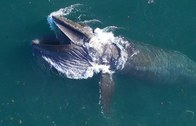 Humpback whales can consume prey up to three times more than previous estimates.
