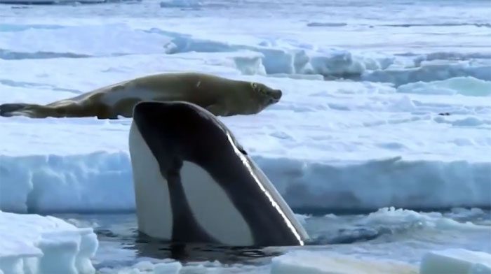 Killer whales hunting seals.