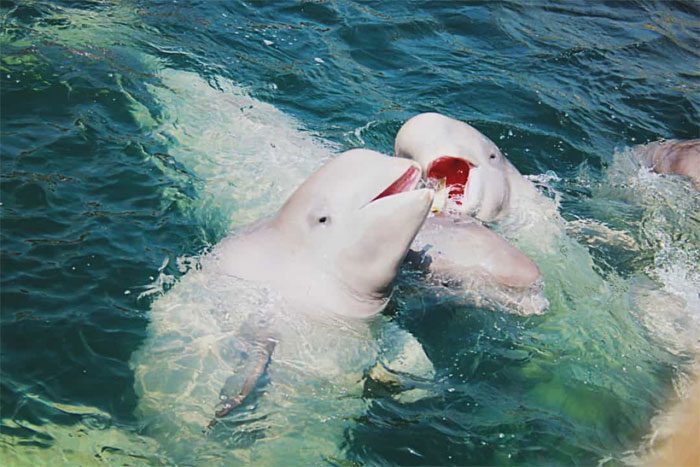 White Dolphin