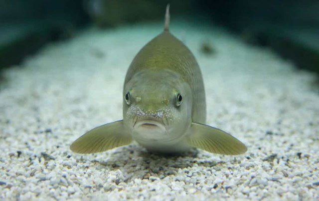 Bony Fish