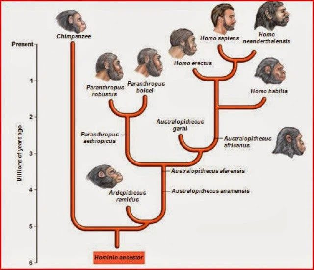 In the past, Homo sapiens were not as lonely as they are today.