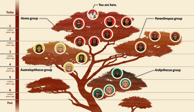 Our closest living relatives are chimpanzees