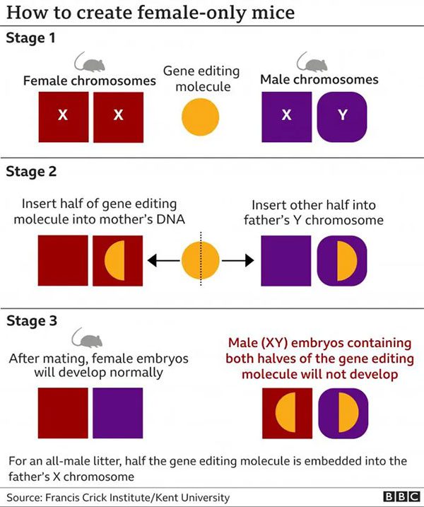 Diagram showing research stages to create desired sex mice
