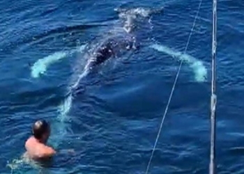 california sea turtle rescue drone incident and unexpected conclusion 116730